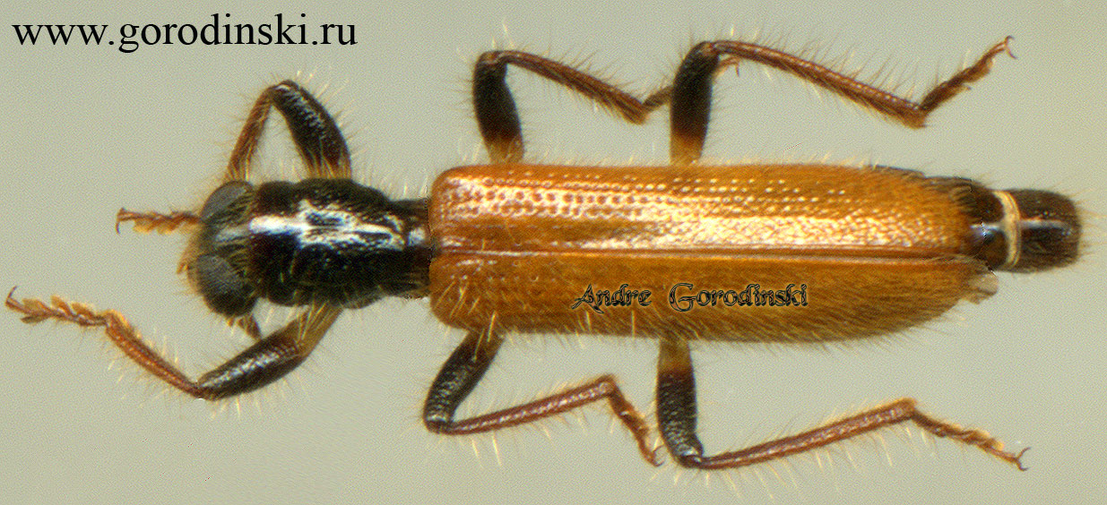 http://www.gorodinski.ru/oth_col/Cleridae sp.2.jpg